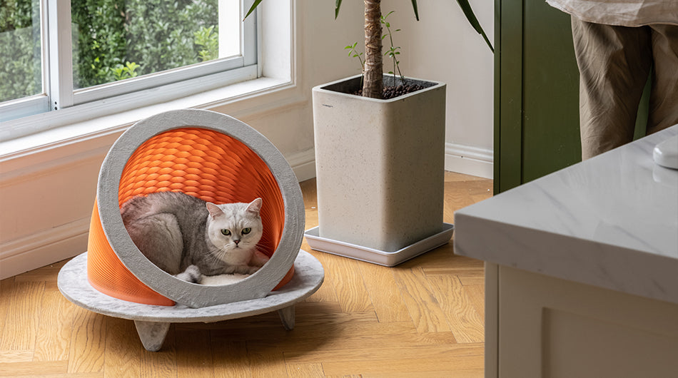 Time Machine Cat House