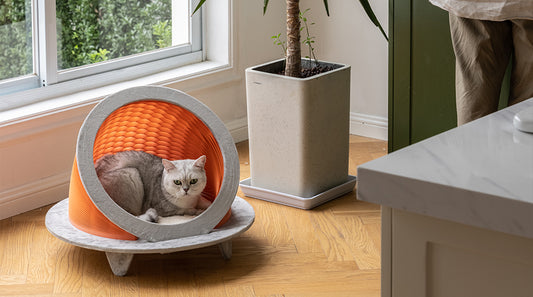 Time Machine Cat House